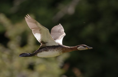 Grhakedopping [Red-necked Grebe] IMGL0784.jpg
