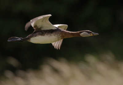 Grhakedopping [Red-necked Grebe] IMGL0785.jpg