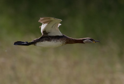 Grhakedopping [Red-necked Grebe] IMGL0786.jpg