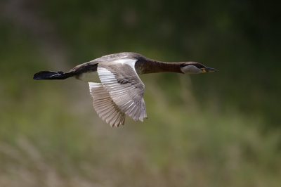 Grhakedopping [Red-necked Grebe] IMGL0788.jpg