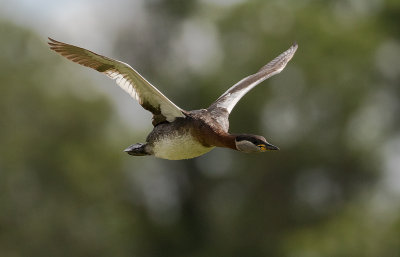 Grhakedopping [Red-necked Grebe] IMGL0793.jpg