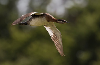 Grhakedopping [Red-necked Grebe] IMGL0794.jpg