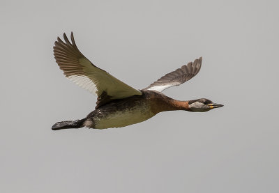 Grhakedopping [Red-necked Grebe] IMGL0815.jpg