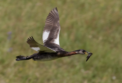 Grhakedopping [Red-necked Grebe] IMGL0831.jpg