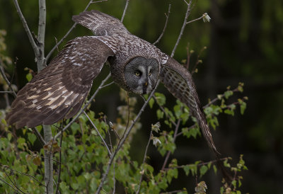 Lappuggla [Great Grey Owl] IMGL8977.jpg