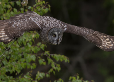 Lappuggla [Great Grey Owl] IMGL8980.jpg