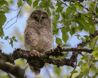 Slaguggla [Ural Owl] IMGL9185.jpg