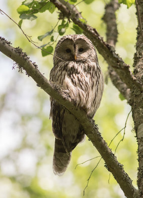 Slaguggla [Ural Owl] IMGL9208.jpg