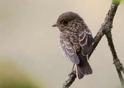 Rdstjrt [Common Redstart] IMGL9546.jpg