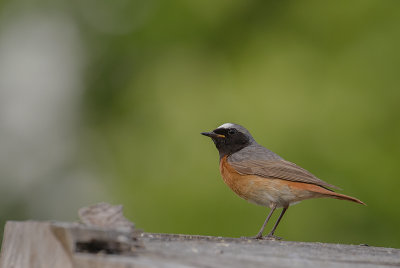Rdstjrt [Common Redstart] IMGL9535.jpg