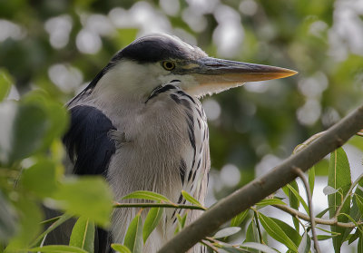 Grhger [Grey Heron] IMGL0950.jpg