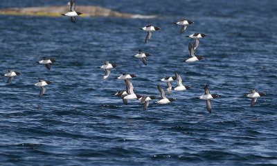 Tordmule [Razorbill] IMGL8236.jpg