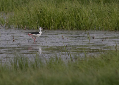 Styltlpare[Black-winged stilt] IMGL8068.jpg