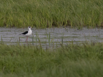 Styltlpare[Black-winged stilt] IMGL8078.jpg