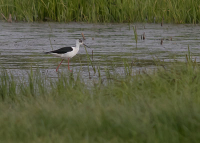 Styltlpare[Black-winged stilt] IMGL8104.jpg