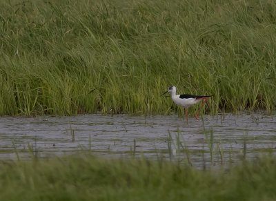 Styltlpare[Black-winged stilt] IMGL8143.jpg
