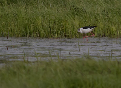 Styltlpare[Black-winged stilt] IMGL8144.jpg