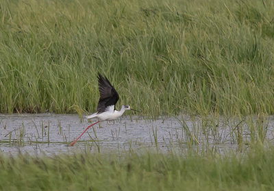 Styltlpare[Black-winged stilt] IMGL8166.jpg