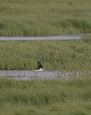 Styltlpare[Black-winged stilt] IMGL8166.jpg