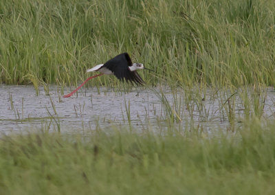 Styltlpare[Black-winged stilt] IMGL8167.jpg