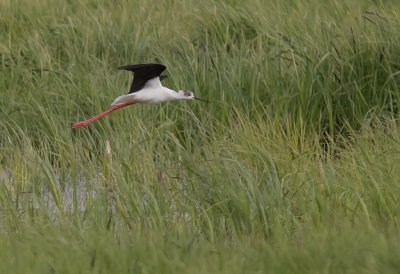 Styltlpare[Black-winged stilt] IMGL8168.jpg