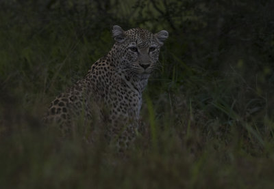 Mammals in South Africa