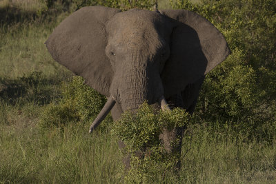IMGL8390.jpg