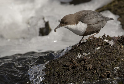 Strmstare [White-throated Dipper] IMGL0222.jpg