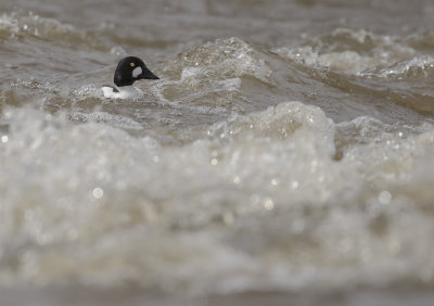 Knipa [Common Goldeneye] IMGL1047.jpg