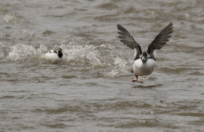 Knipa [Common Goldeneye] IMGL0980.jpg