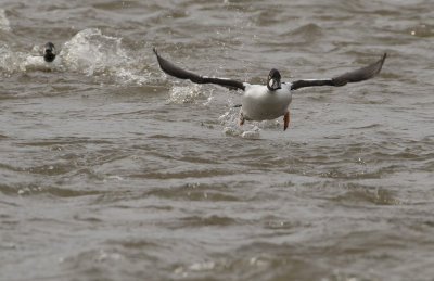 Knipa [Common Goldeneye] IMGL0982.jpg