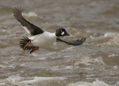 Knipa [Common Goldeneye] IMGL0988.jpg