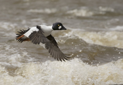 Knipa [Common Goldeneye] IMGL0990.jpg