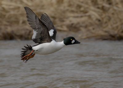 Knipa [Common Goldeneye] IMGL0992.jpg