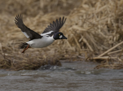 Knipa [Common Goldeneye] IMGL1023.jpg