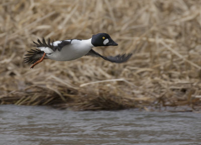 Knipa [Common Goldeneye] IMGL1024.jpg