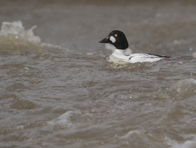 Knipa [Common Goldeneye] IMGL1032.jpg