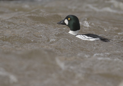 Knipa [Common Goldeneye] IMGL1042.jpg