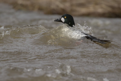 Knipa [Common Goldeneye] IMGL1043.jpg