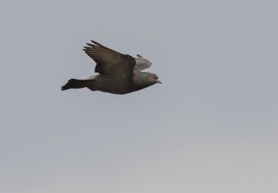 Tamduva [Common pigeon] IMGL1132.jpg