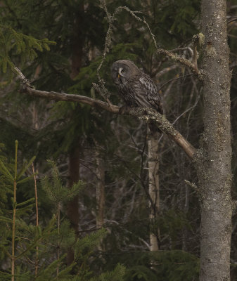 Lappuggla [Great Grey Owl] IMGL1605.jpg