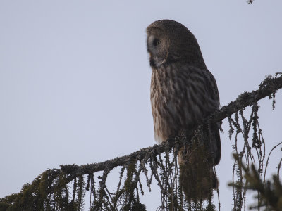 Lappuggla [Great Grey Owl] IMGL1262.jpg
