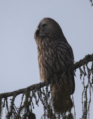 Lappuggla [Great Grey Owl] IMGL1288.jpg