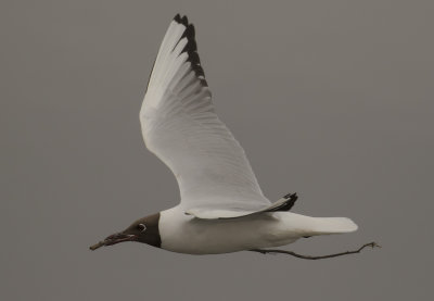 Skrattms [Black-headed Gull] IMGL2259.jpg