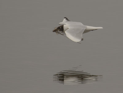 Skrattms [Black-headed Gull] IMGL2275.jpg