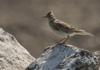 Snglrka [Eurasian Skylark] IMGL3079.jpg