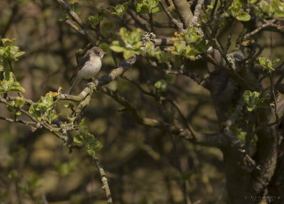 Mindre flugsnappare [Red-breasted Flycatcher] IMGL3183.jpg