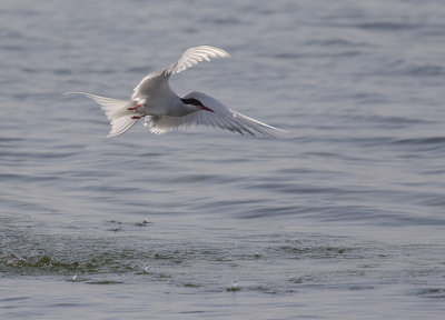 Silvertrna [Arctic Tern] IMGL3461.jpg