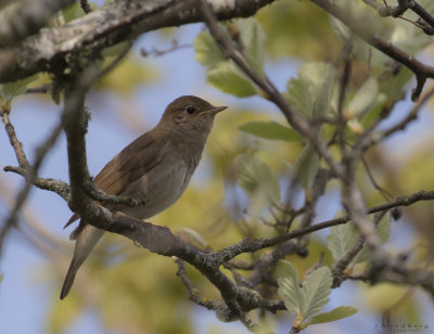 Nktergal [Thrush Nightingale] IMGL3365.jpg
