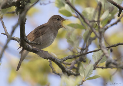 Nktergal [Thrush Nightingale] IMGL3384.jpg